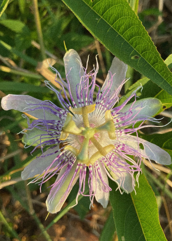 Passionflower - The Flower That Does it All