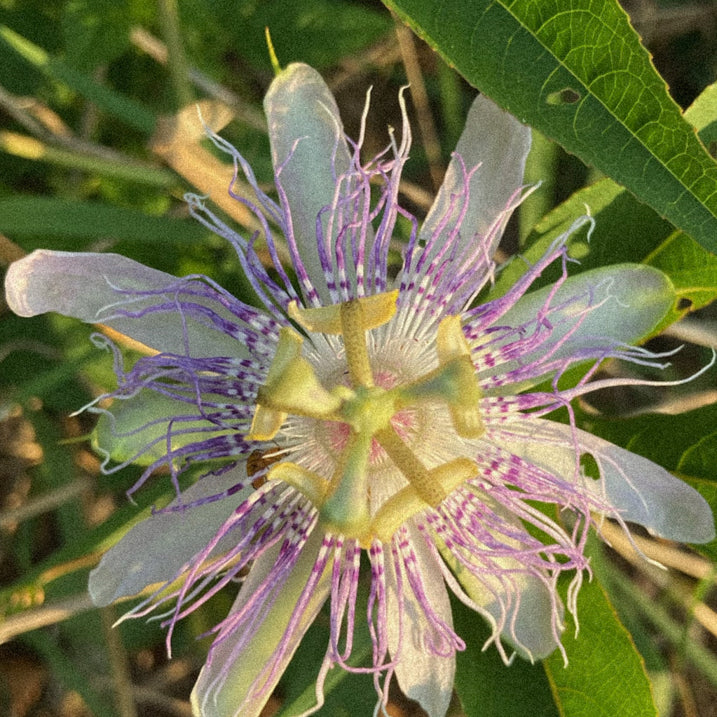 Passionflower - The Flower That Does it All