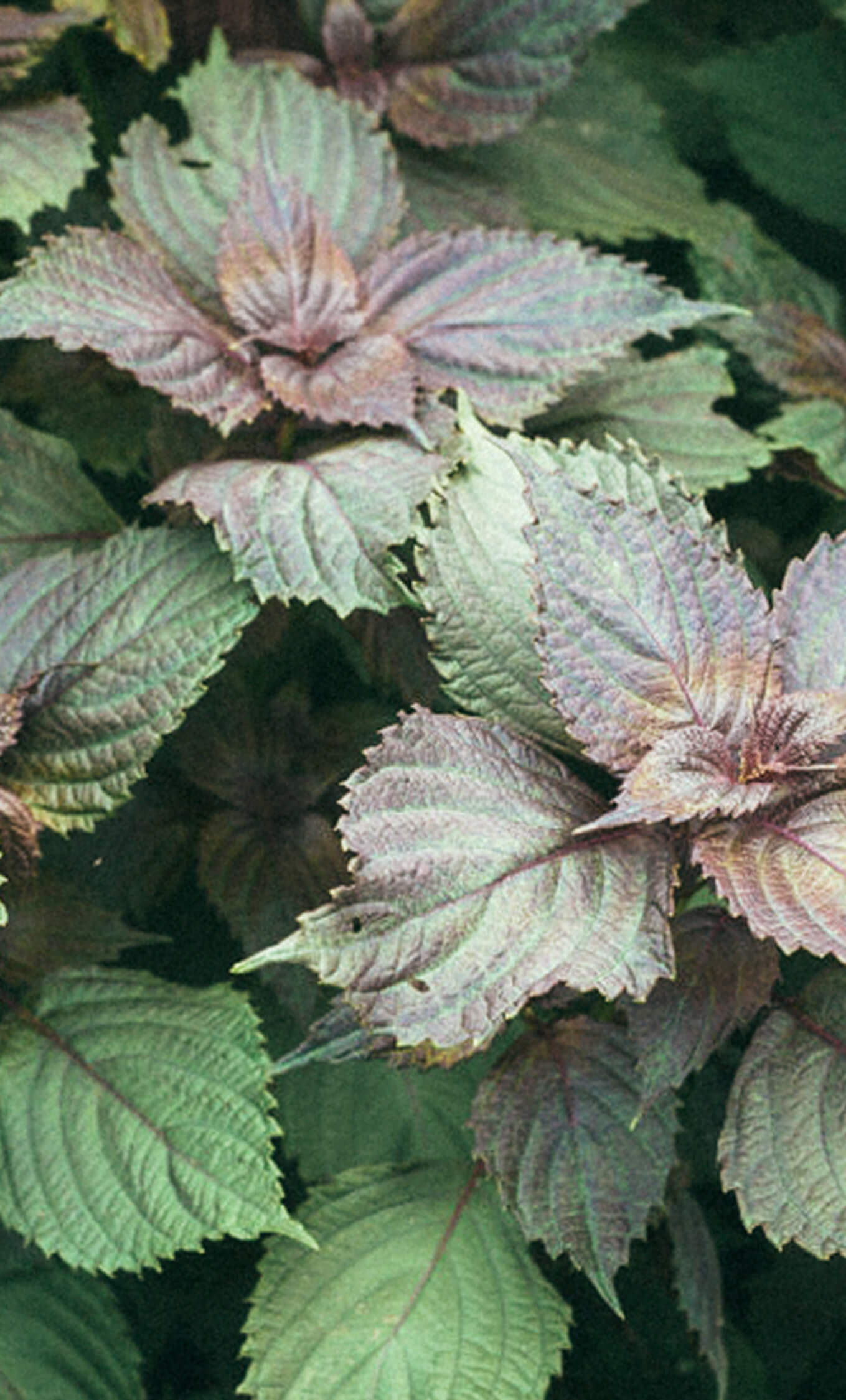 Shiso: The Flavorful Leaf with Hidden Wellness Powers